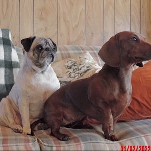 Meet your Posher, Daniela